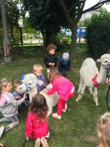 Siedmioro dzieci i dwie alpaki będący w ogrodzie przedszkolnym. Dwie dziewczynki głaszce leżącą alpakę.