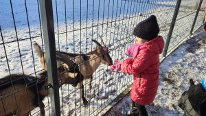 Dziewczynka w różowej kurtce w czarnej czapce na głowie, stoi przed zagrodą z kozami i karmi je ziarnem.