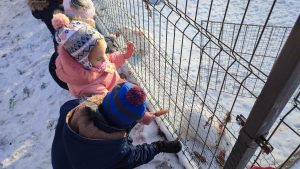 Troje dzieci, ubranych w ciepłe kurtki karmi marchewkami białe króliki, które są za ogrodzeniem.