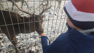 Dziecko karmi jelonka marchewką.