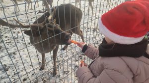Dziecko karmi jelonka marchewką.