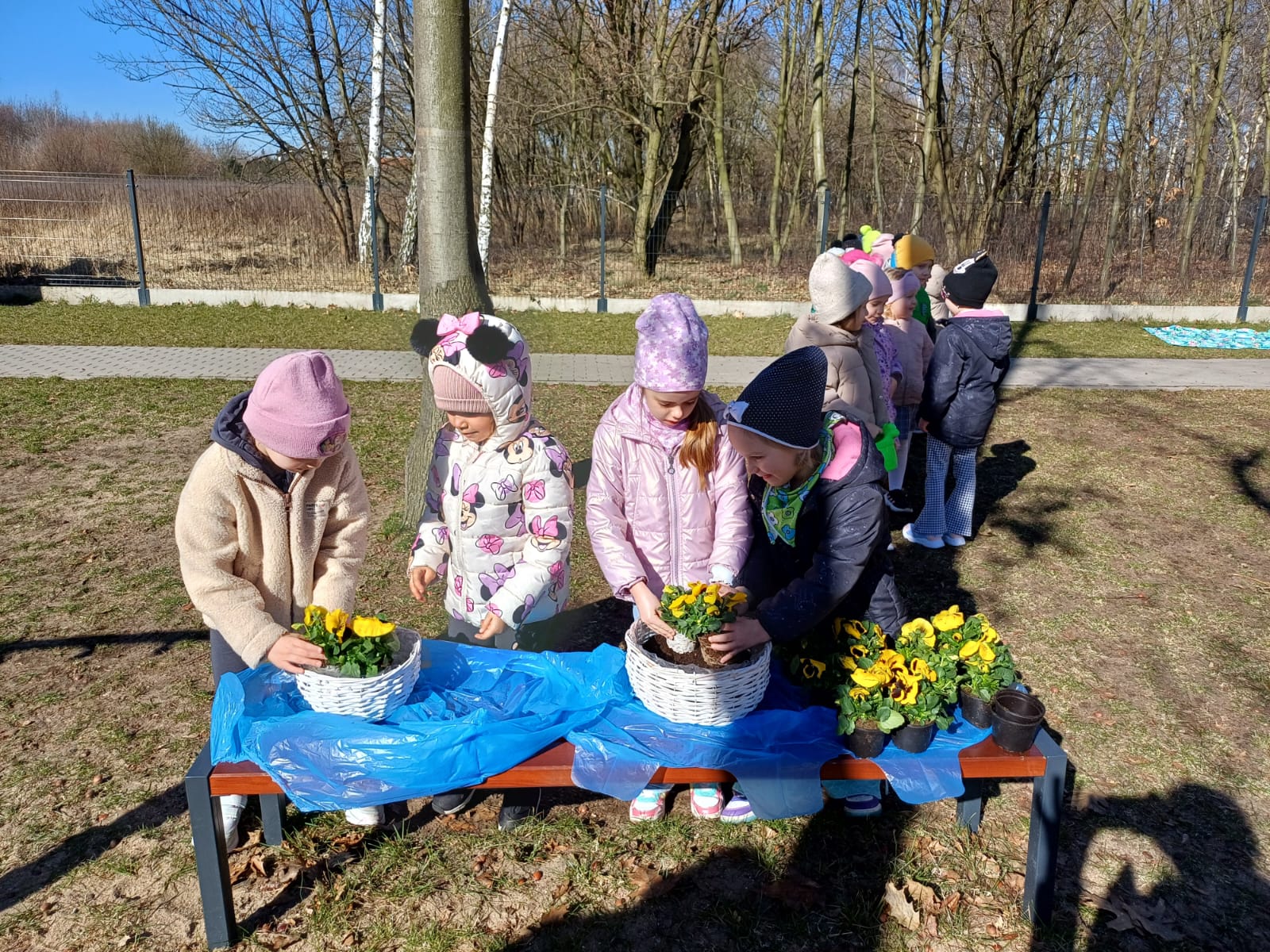 Cztery dziewczynki sadzą na placu przedszkolnym do doniczek bratki.