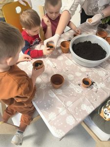 Dzieci siedzą przy stoliczku. Z pomocą nauczyciela wsypują ziemię do małych doniczek i sadzą cebulki.
