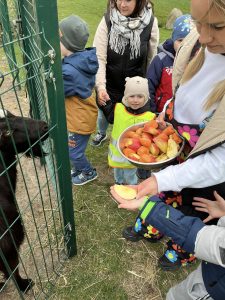 Dzieci karmią owocami i warzywami zwierzęta- kozy.