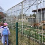 Dzieci stoją przy klatce tygrysów