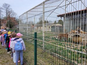 Dzieci stoją przy klatce tygrysów