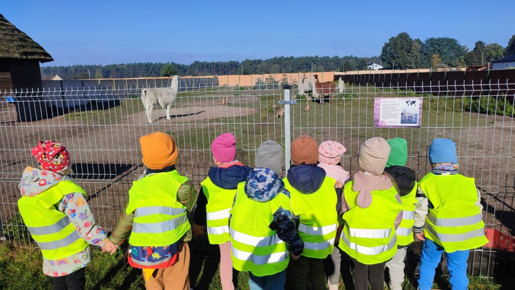 Grupa dzieci w żółtych kamizelkach obserwuje wybieg dla alpak.