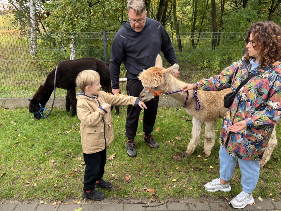 ALPAKA JE MARCHEWKĘ Z RĘKI CHŁOPCA