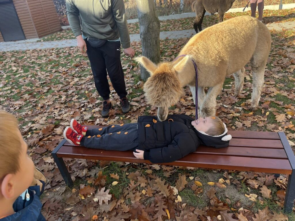 ALPAKA JE Z BRZUCHA CHŁOPCA MARCHEWKĘ