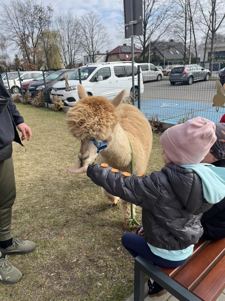 Dzieci siedzą na ławeczce na dworze. Biorą udział w alpakoterapii.