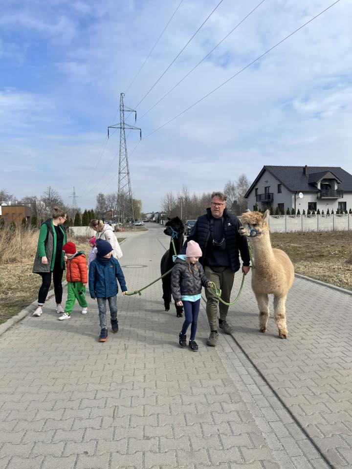 Dzieci w ocecności opiekunów wyprowadzają alpaki na spacer.